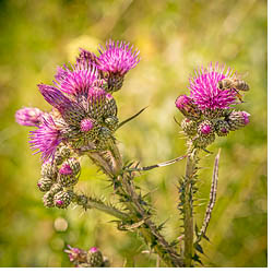 Foto Distel