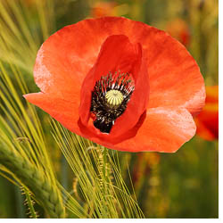 Foto Mohn