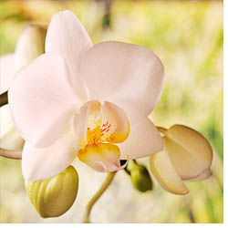 Foto Orchidee