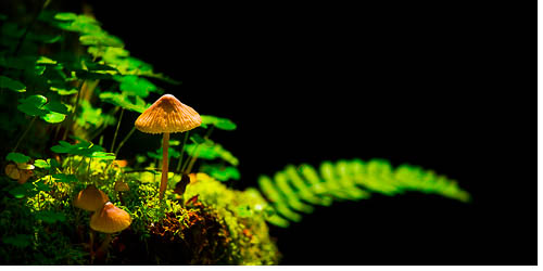 Foto Pilz Farn Wald